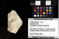 Foto (Objket + Etiketten) von Decapoda indet. 